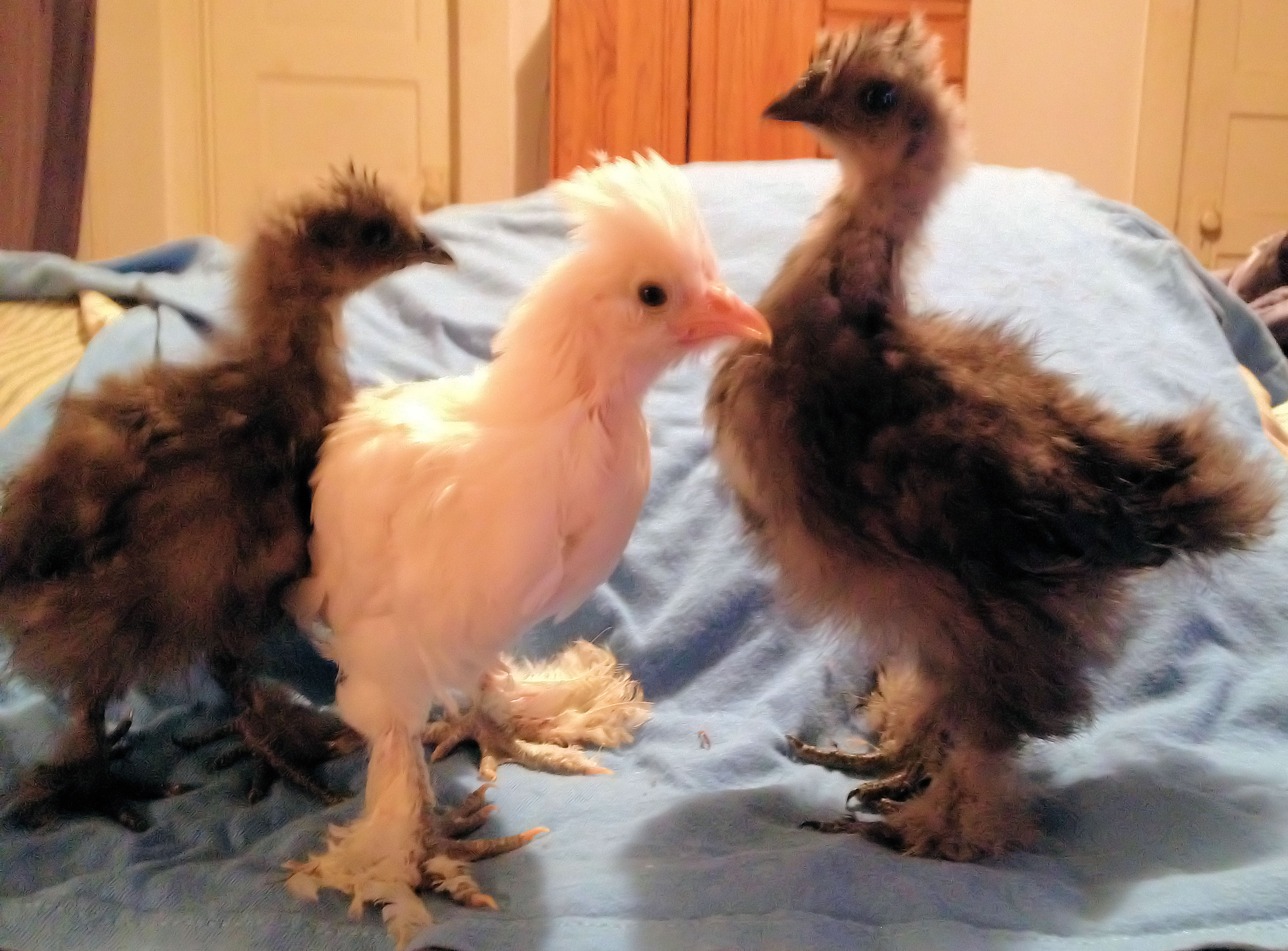 Storm on the Left, Khaleesi in the Middle and Rain on the right #Silkies #Sultan