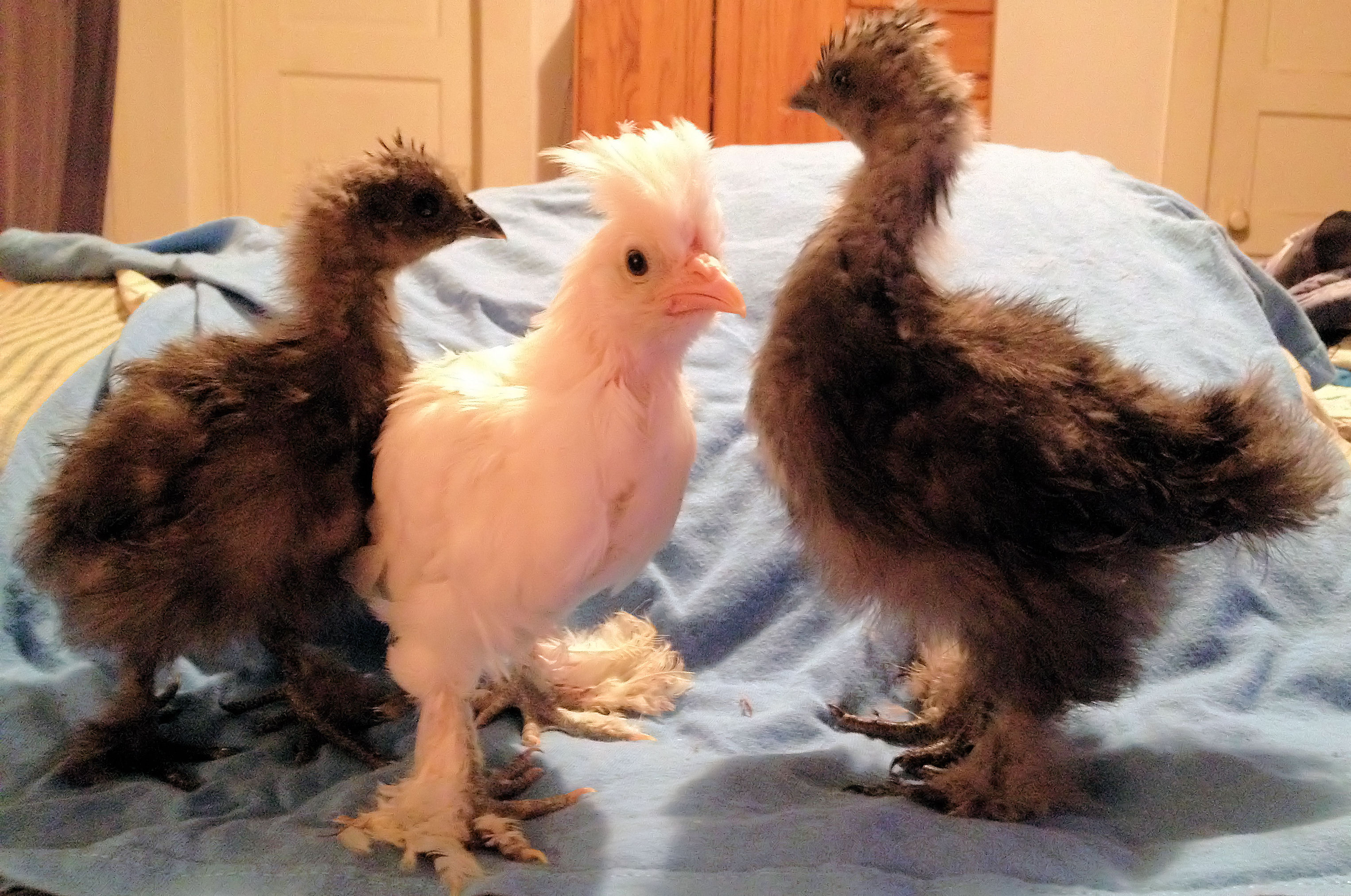 Storm on the Left, Khaleesi in the Middle and Rain on the right #Silkies #Sultan