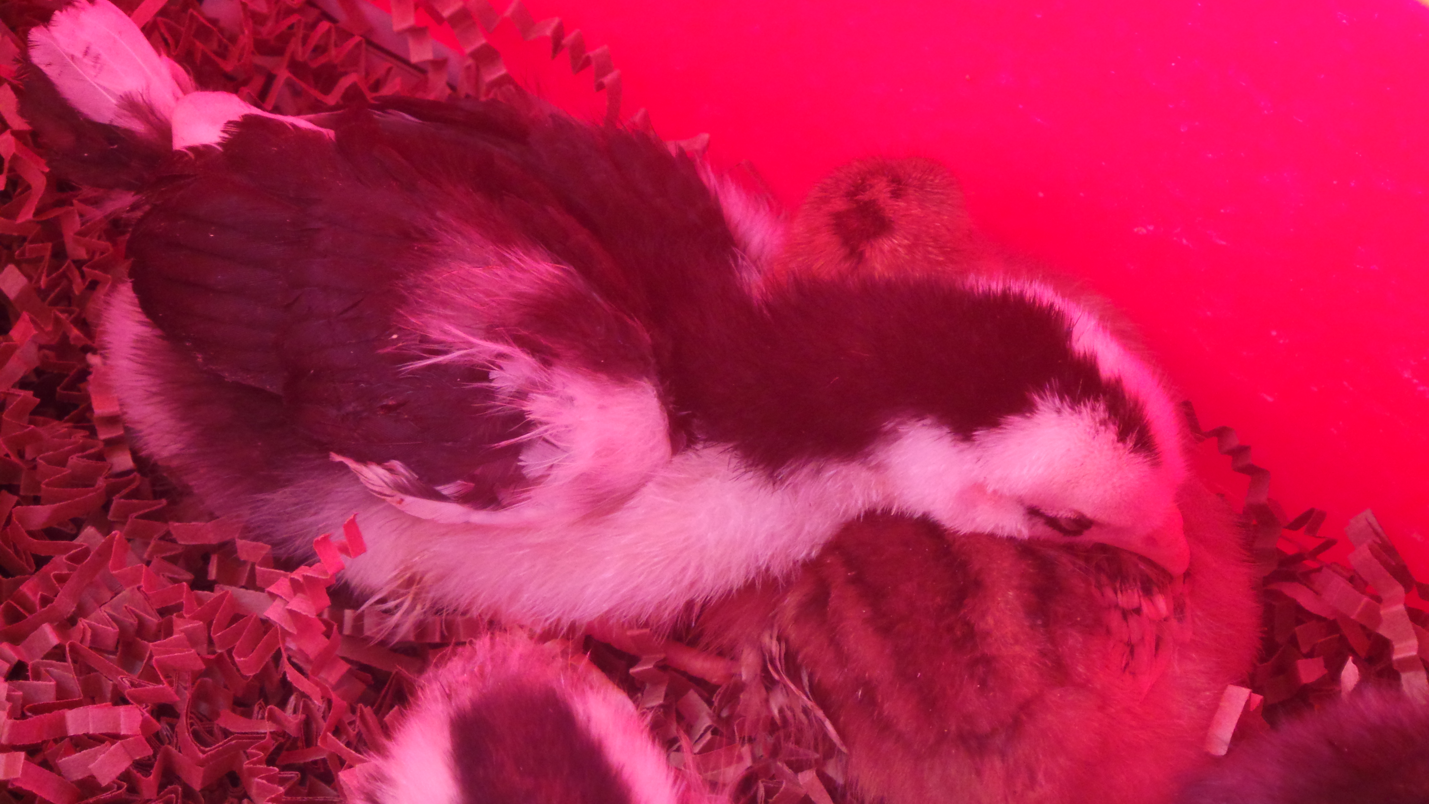 Storm sleeping on Cinnamon