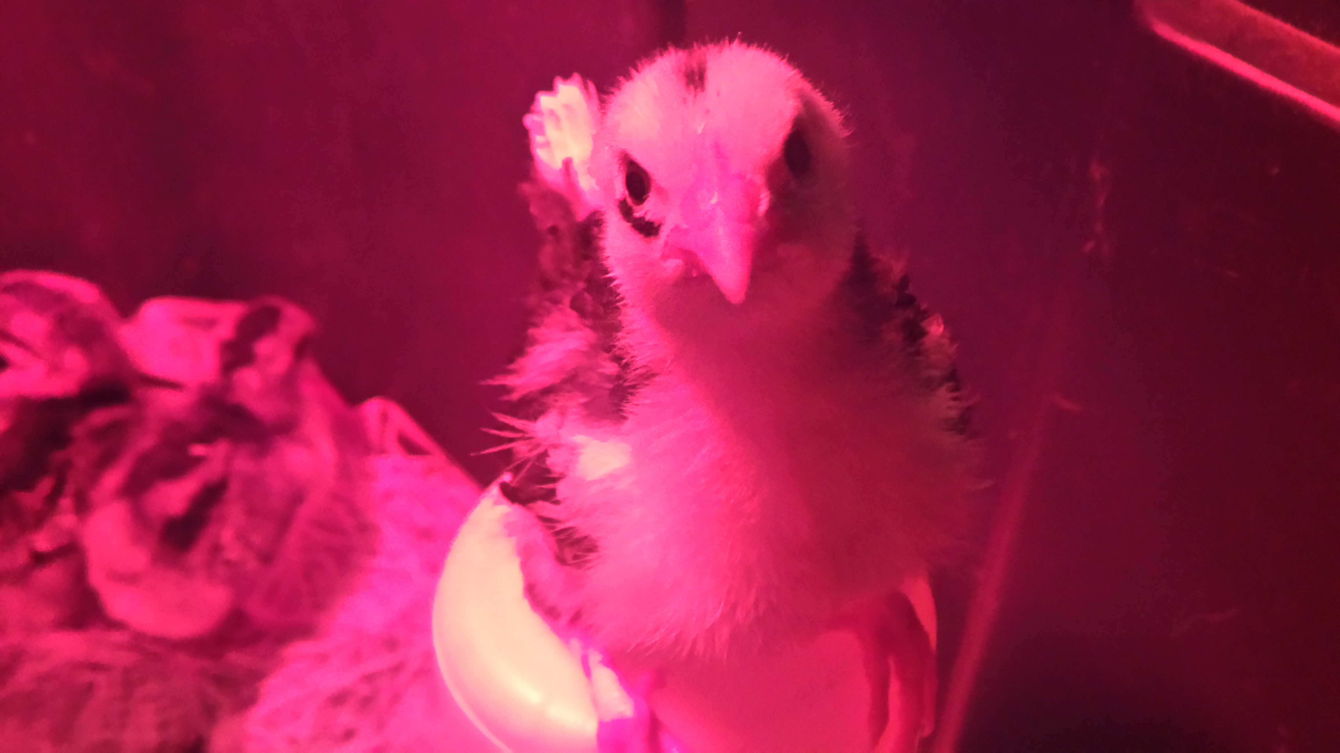 Storm standing on the chick feeder and wanting OUT!!!