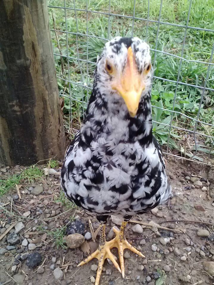 Storm, we didn't order her with the other chicks that we got. she went into the meyers hatchery building and she was in a bin, my mother put her hand in the bin and storm ran and jumped into her hands, and did this 3 times. we took her and now she is our blessed hen. She is very smart and we are training her for agility. She seems to like it.