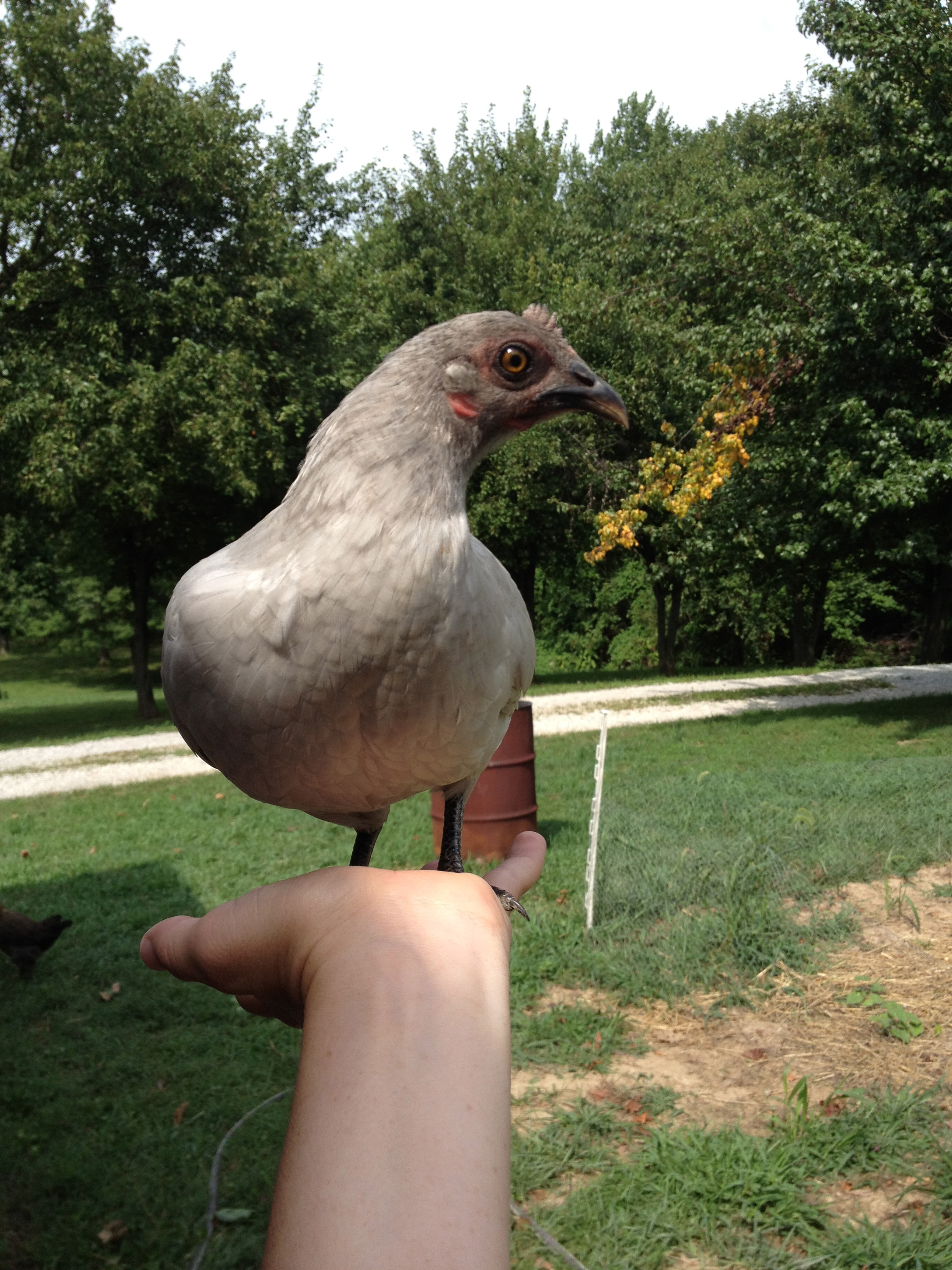 Stormy my daughter's Self-Blue OEGB pullet. She LOVES attention! If you don't pick her up she will fly up to your shoulder and snuggle your neck. Most tame OEGB I have ever seen. :)