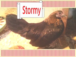 Stormy