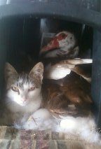Strange bedfellows.  Earlier 2 kittys had horned in on her but she's NOT budging off that nest!