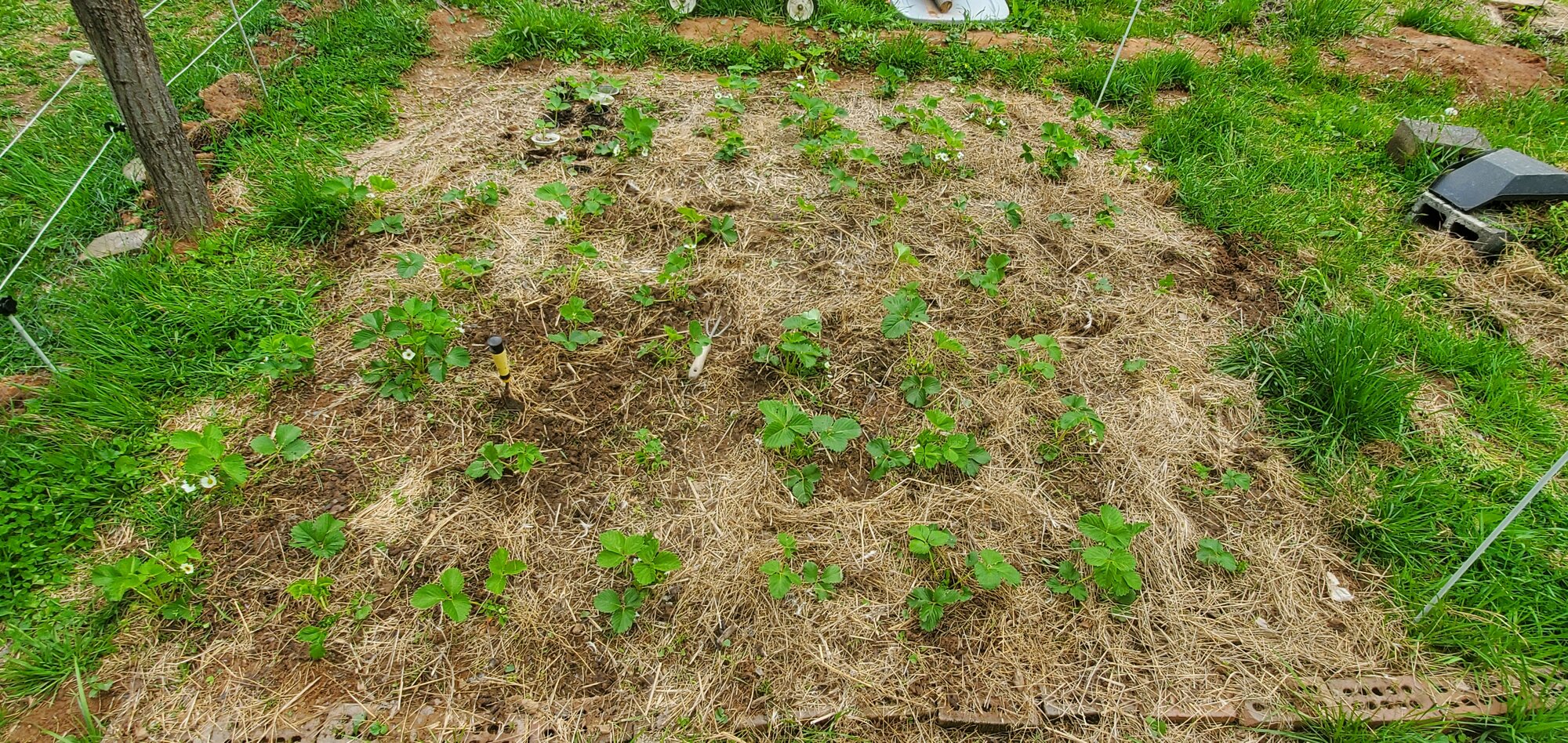 Strawberry patch after weeding
