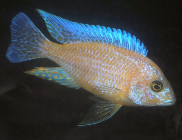 Strawberry Peacock Cichlid