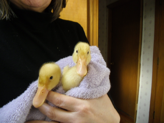Strike a pose, there' nothing to it!
 Our 3 week old Pekin Ducks after their bath