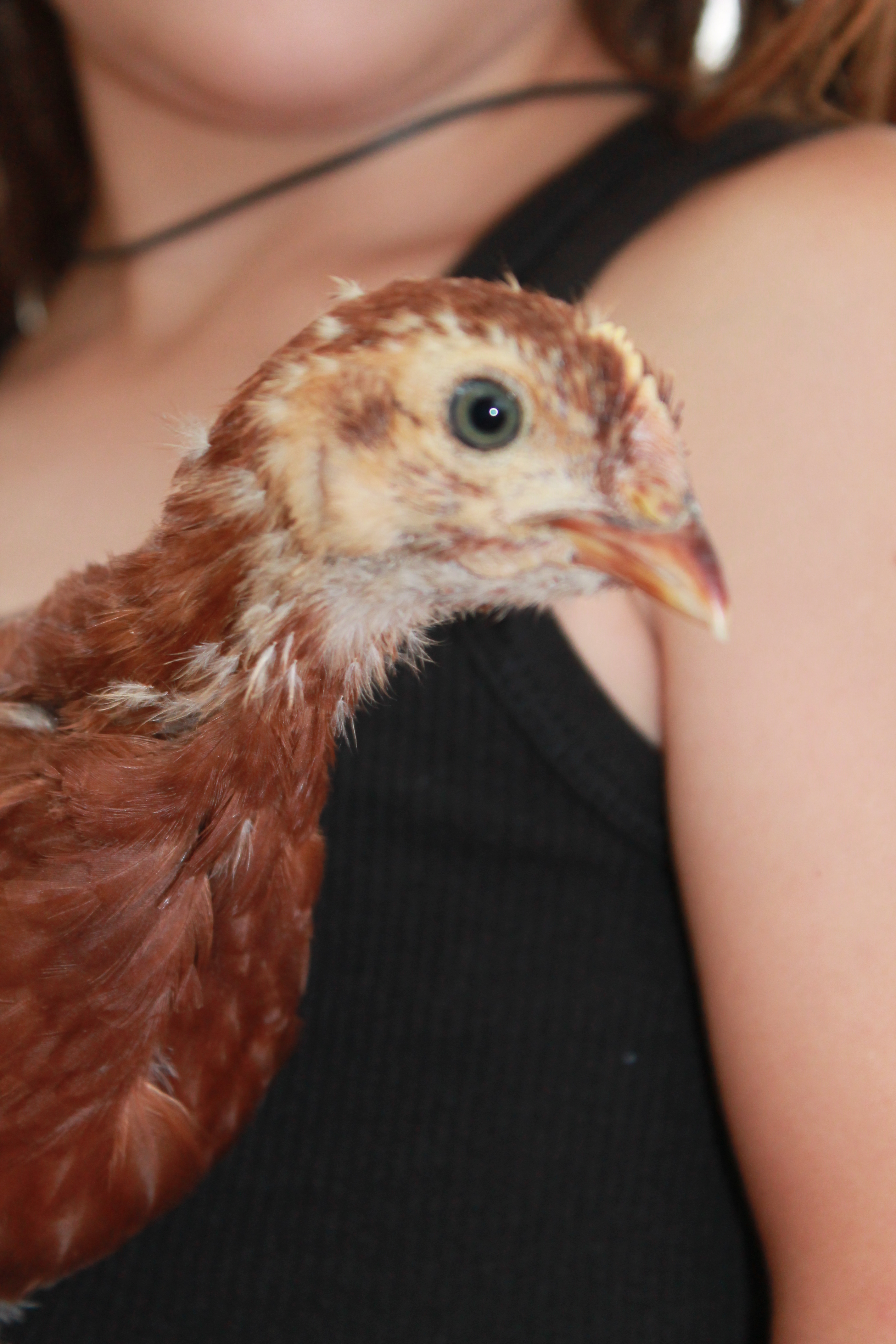 Stripey- Rhode Island Red