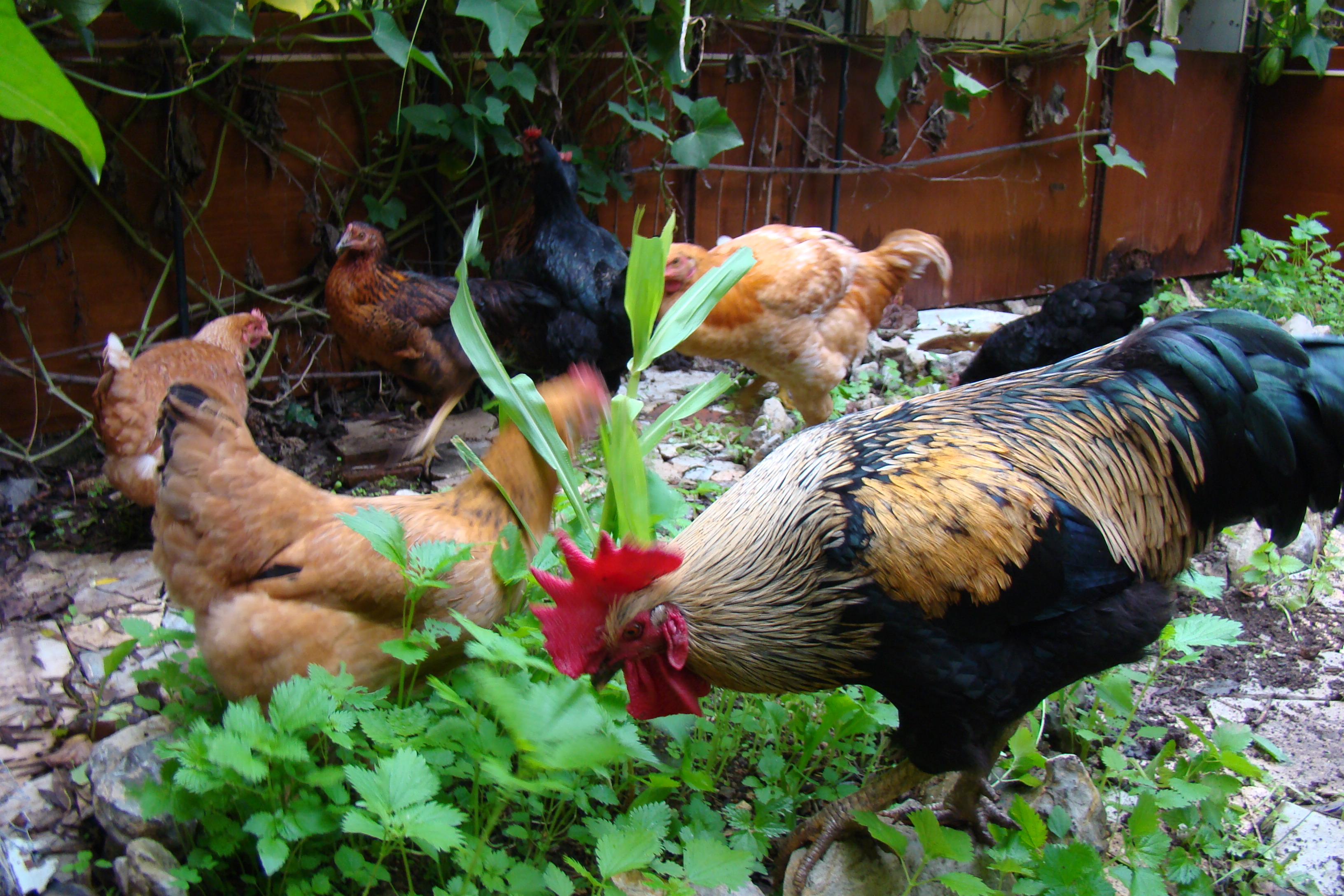 Strolling around the veggie-garden