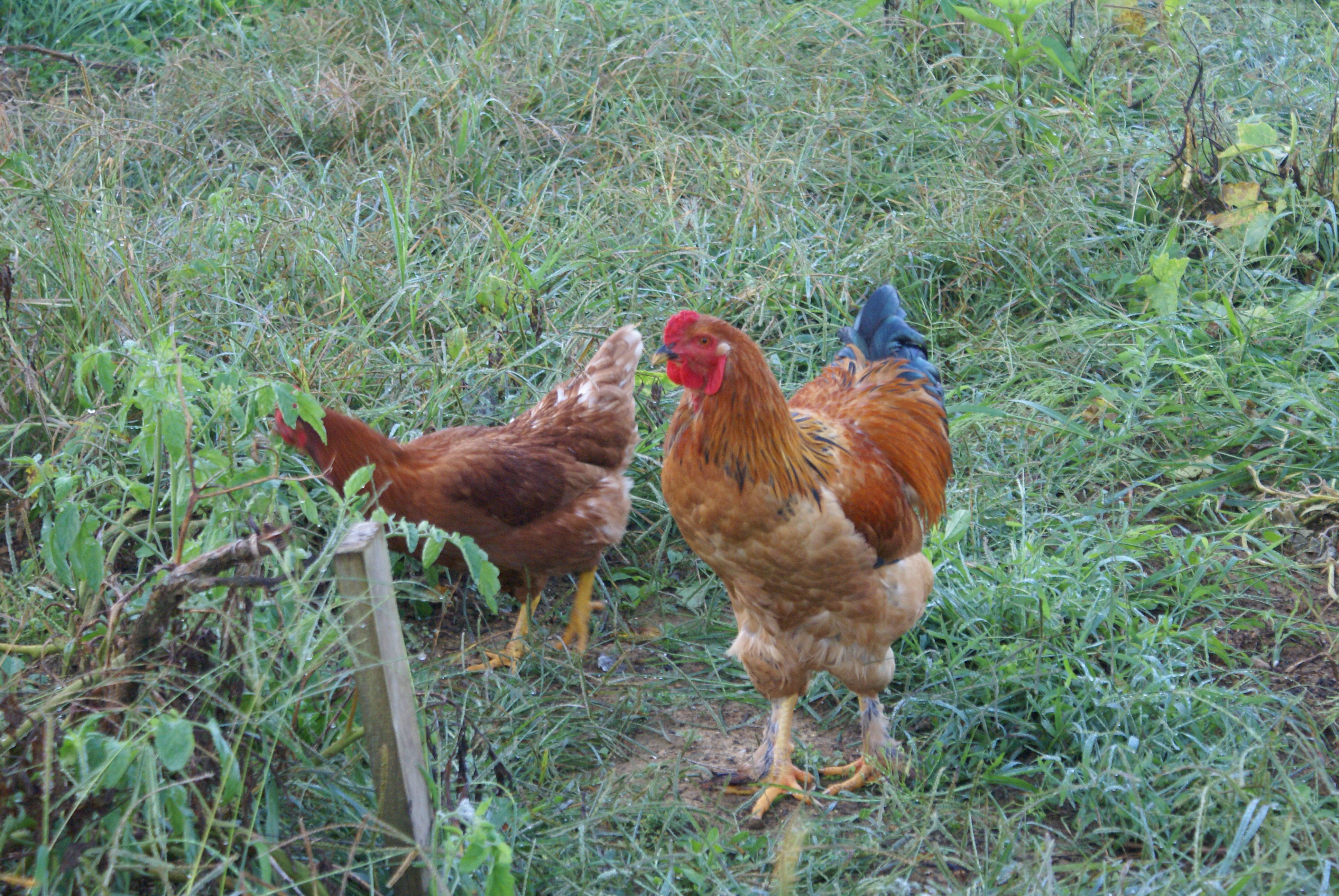 Strolling the yard.