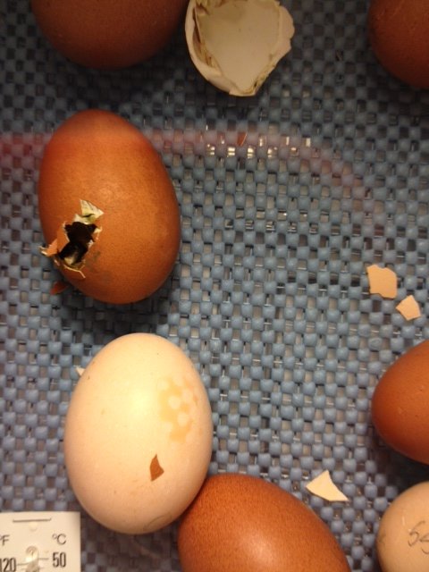 Struggling Egg