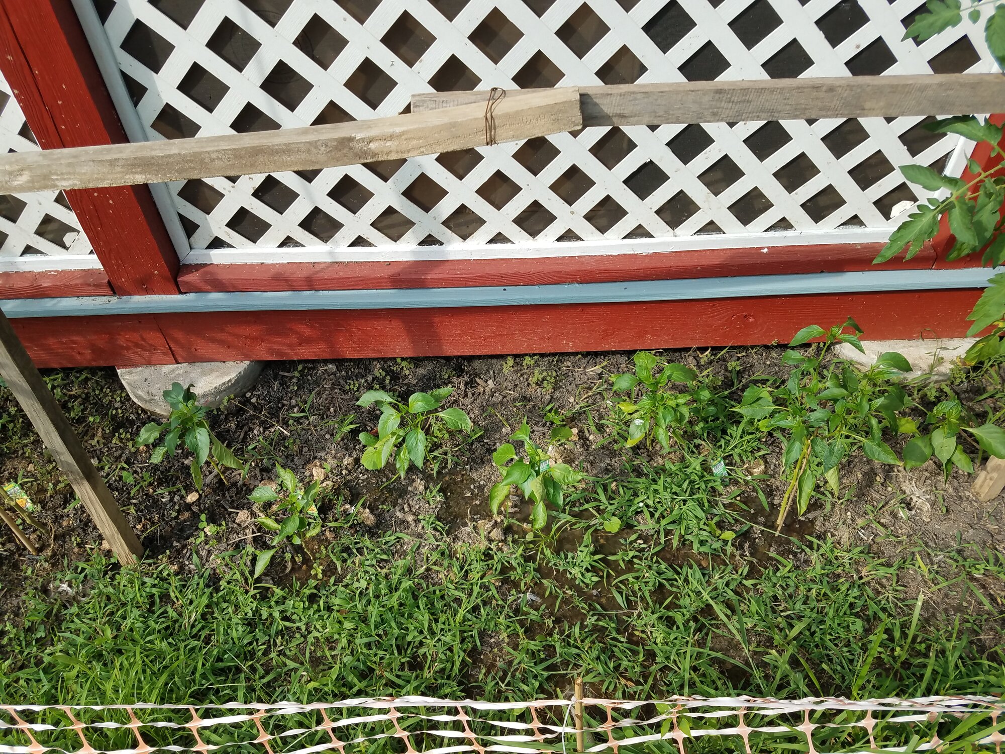 Struggling Pepper Plants
