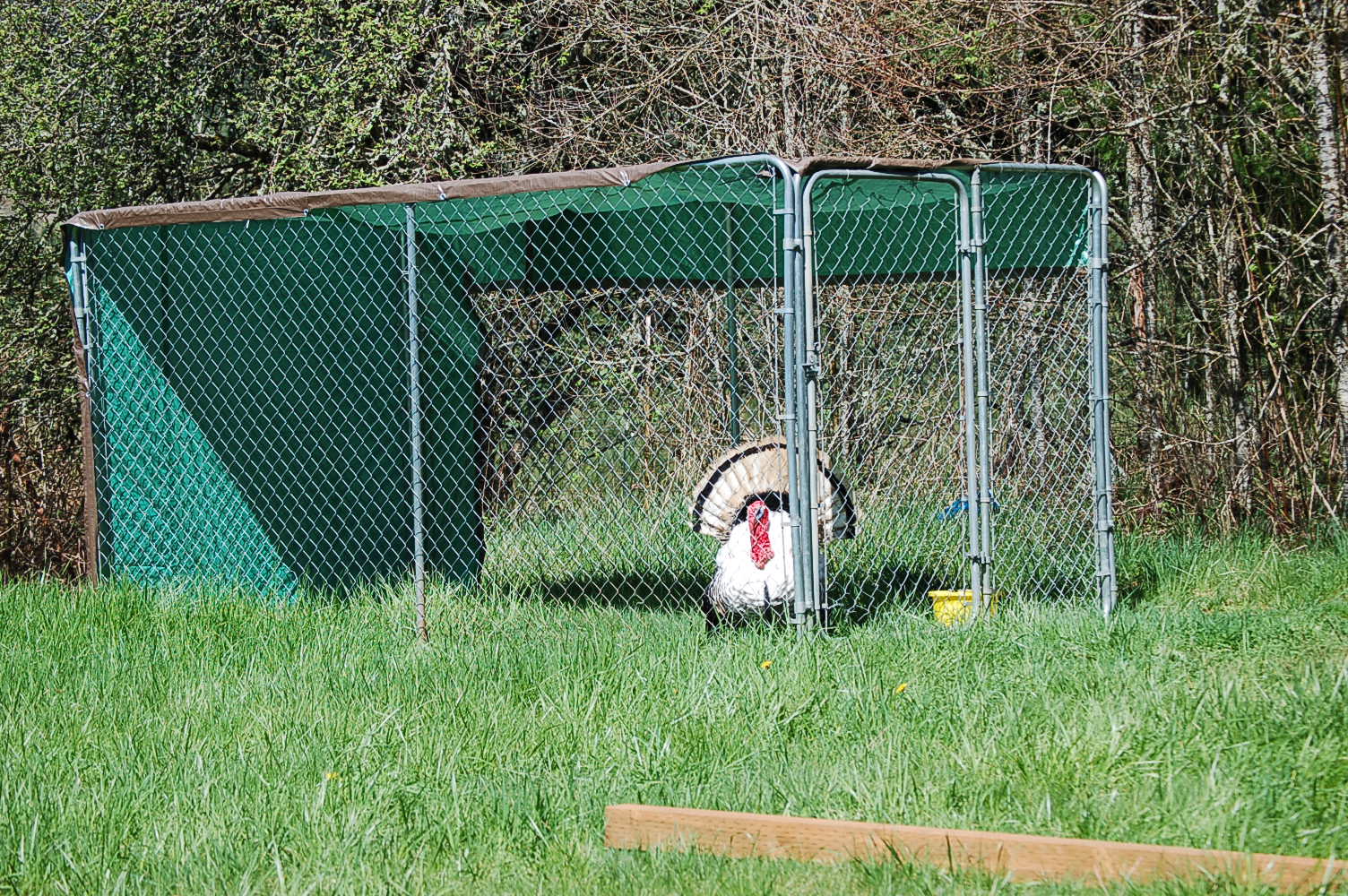 Strut is supervising from his makeshift home =)