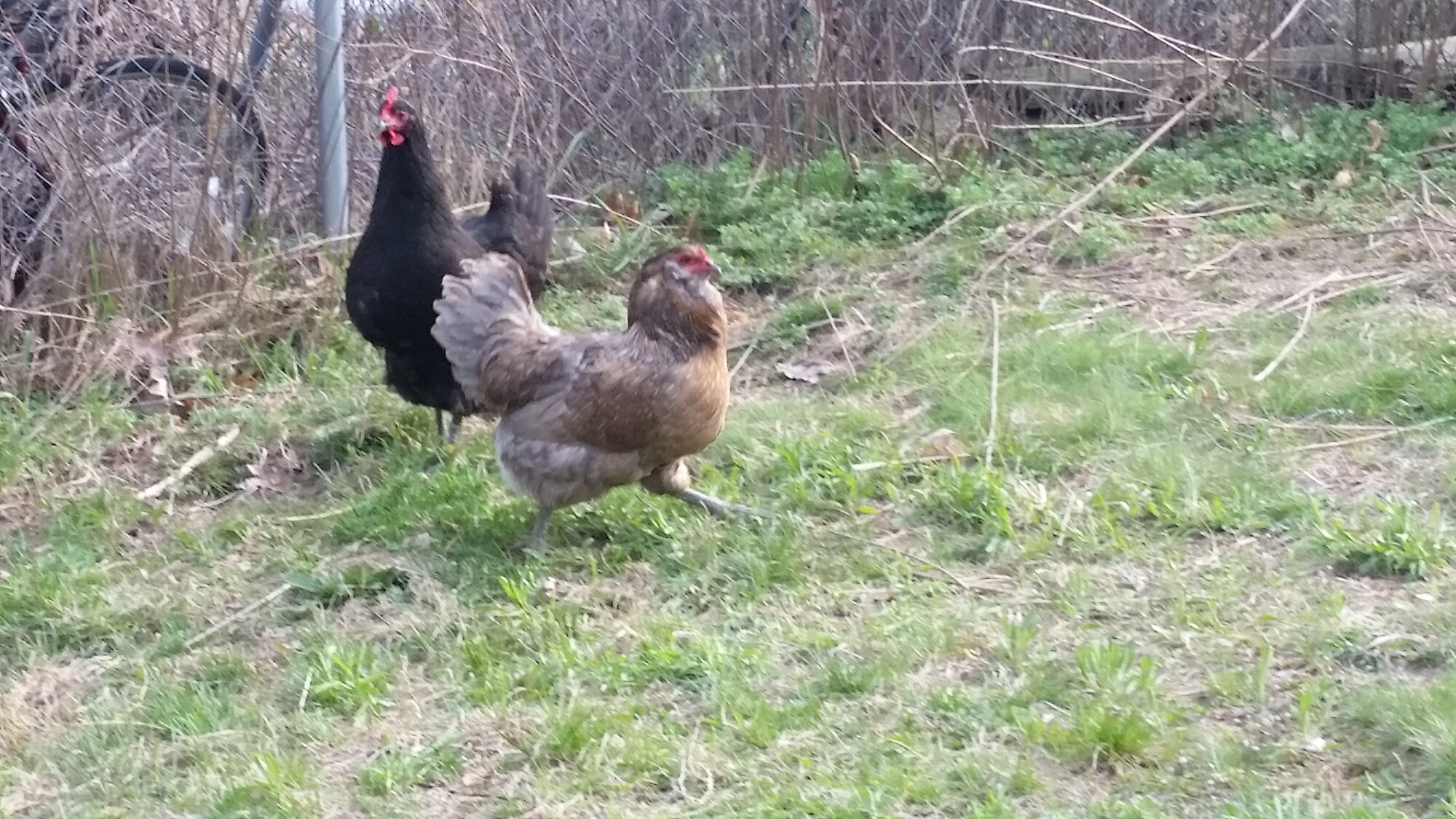 Struttin chicken