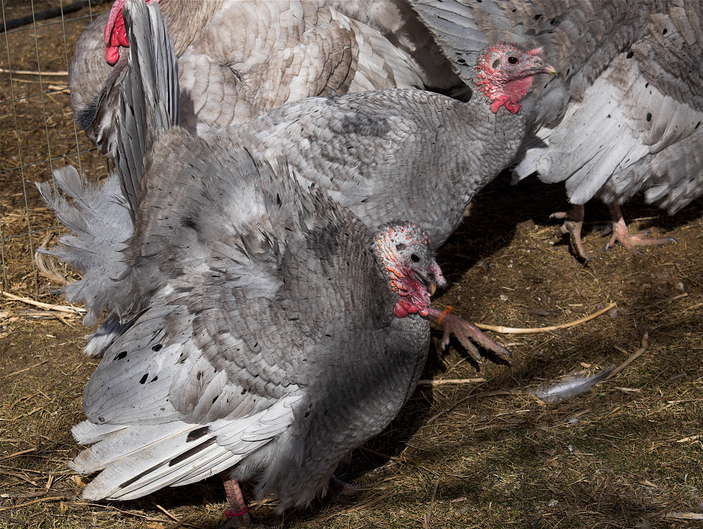 Strutting Blue Slate hen