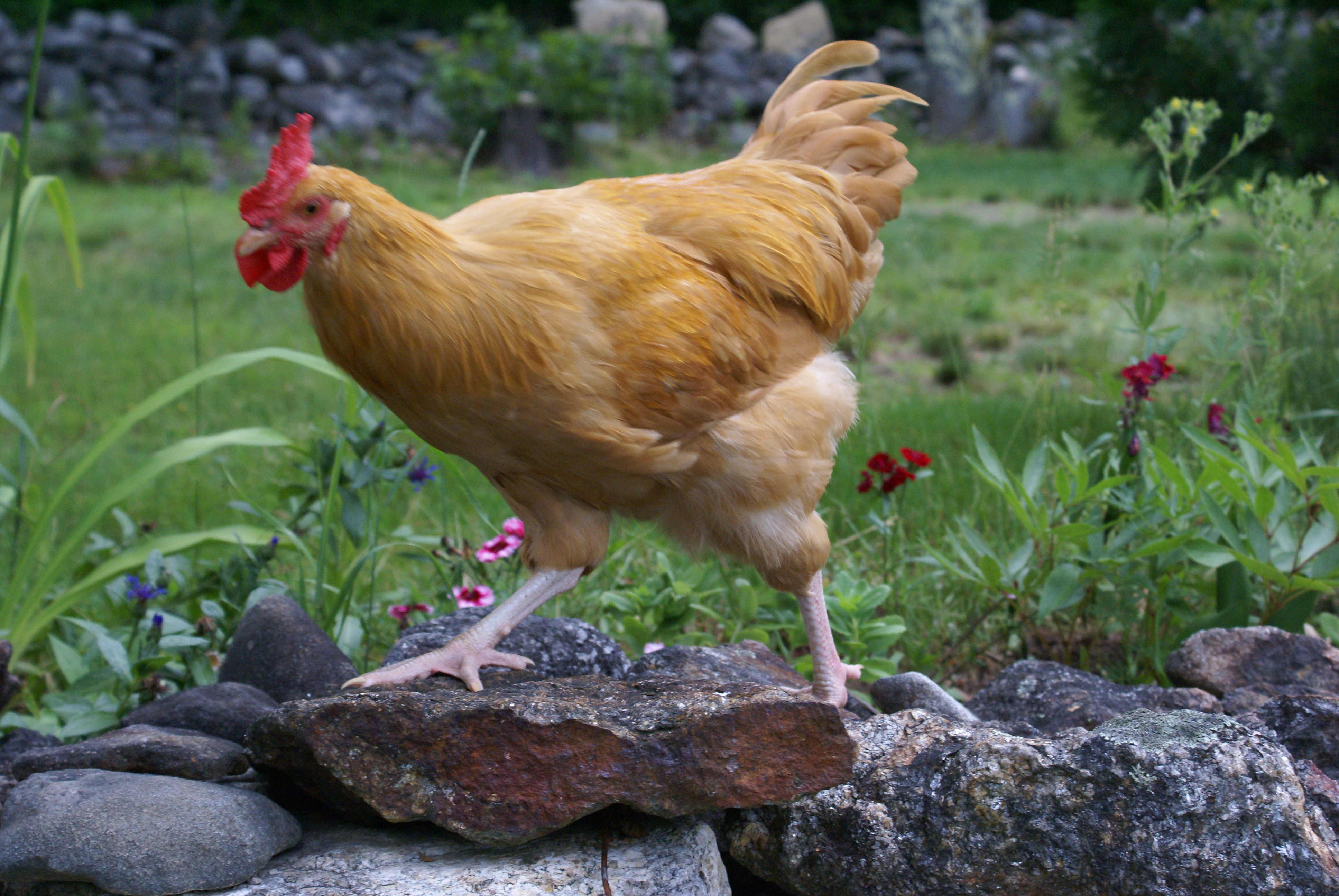 Strutting his stuff