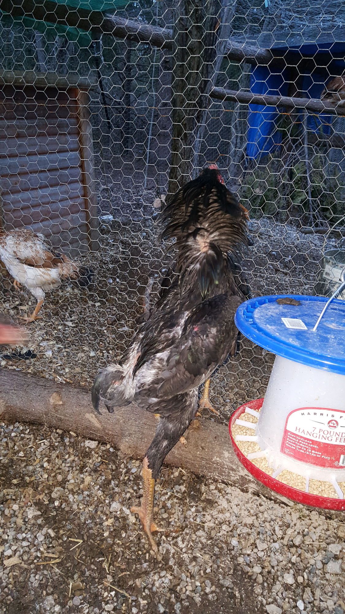 Strutting  his stuff