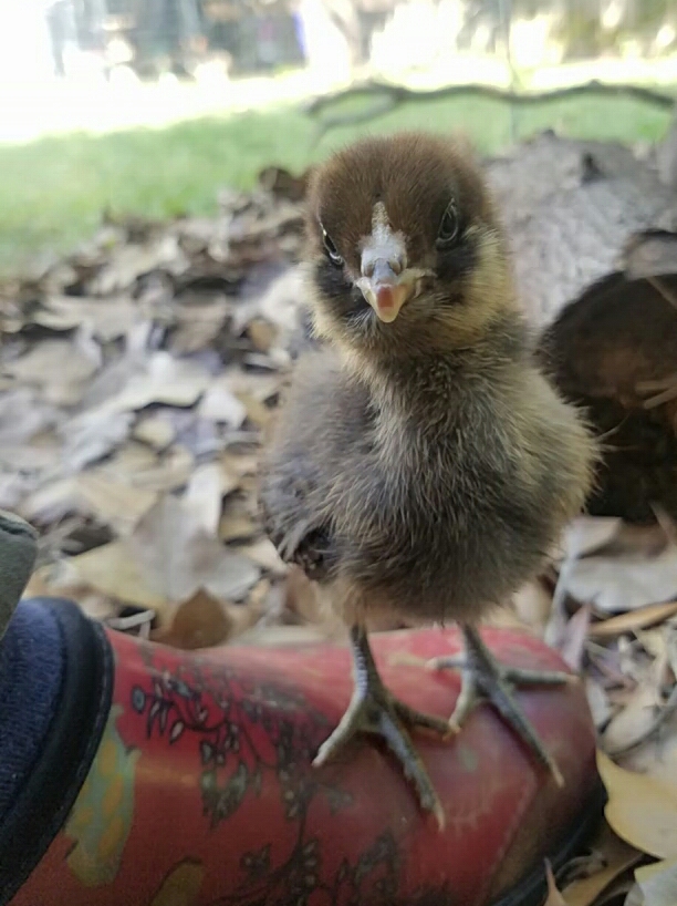 Studio_20170611_100323