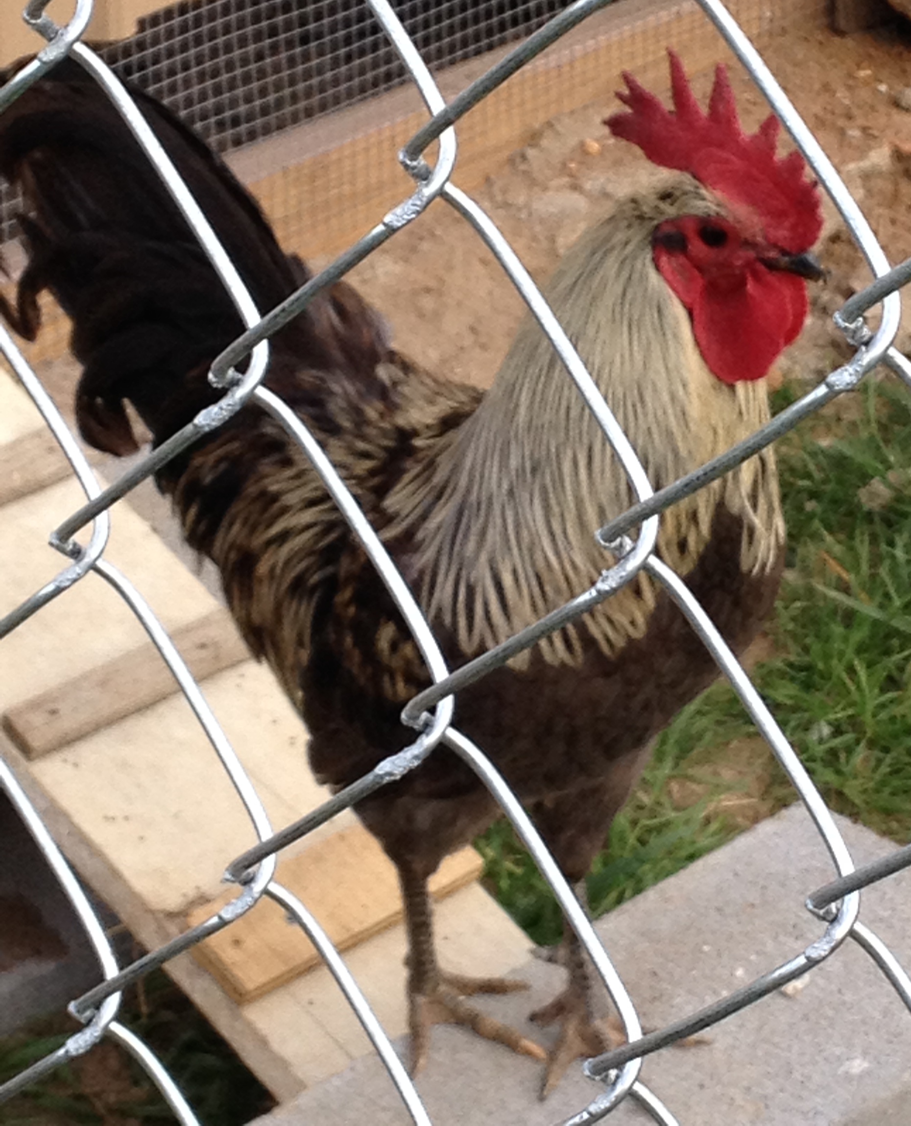 Studly in his new breeding pen.