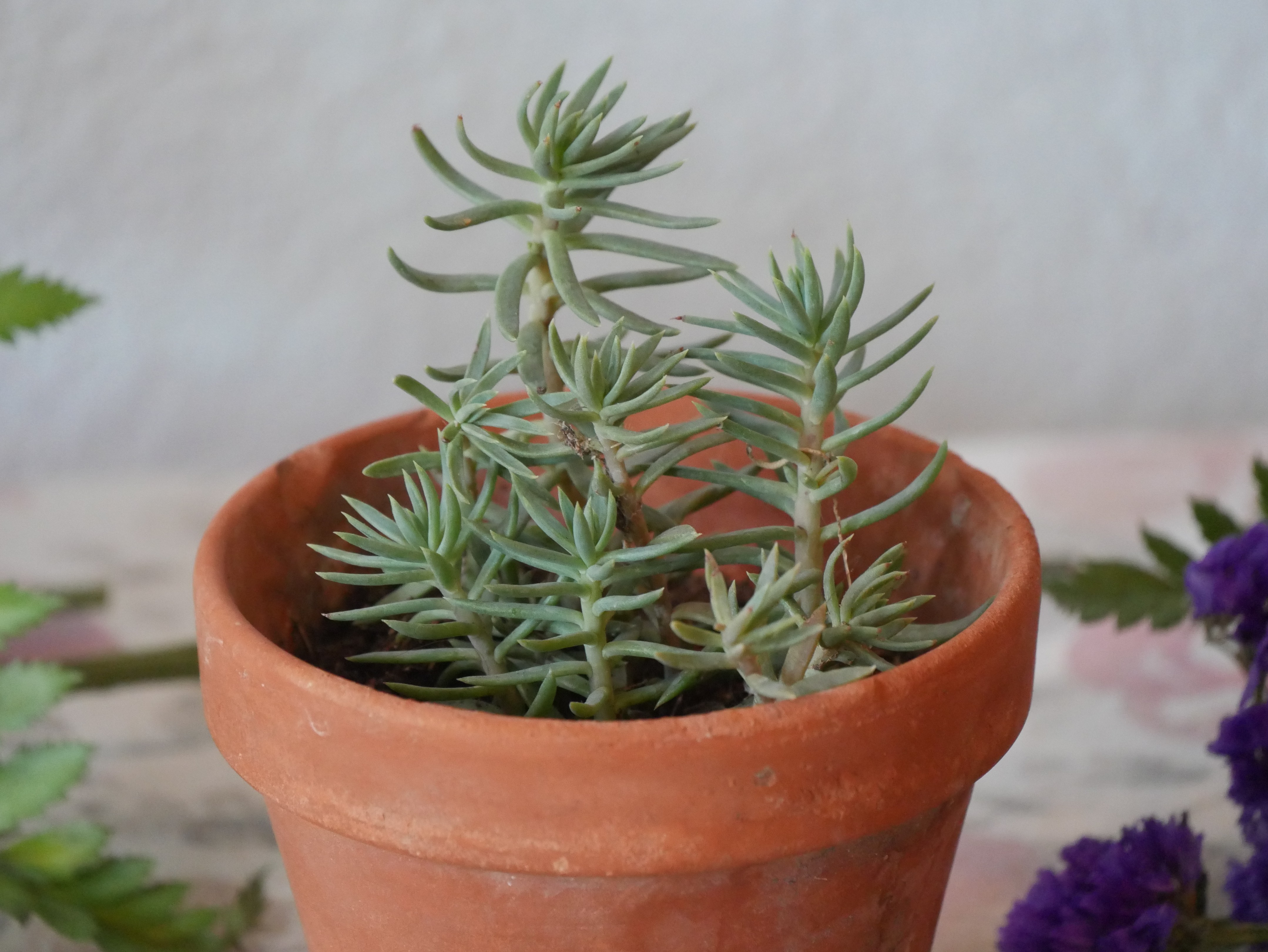 Succulent.JPG