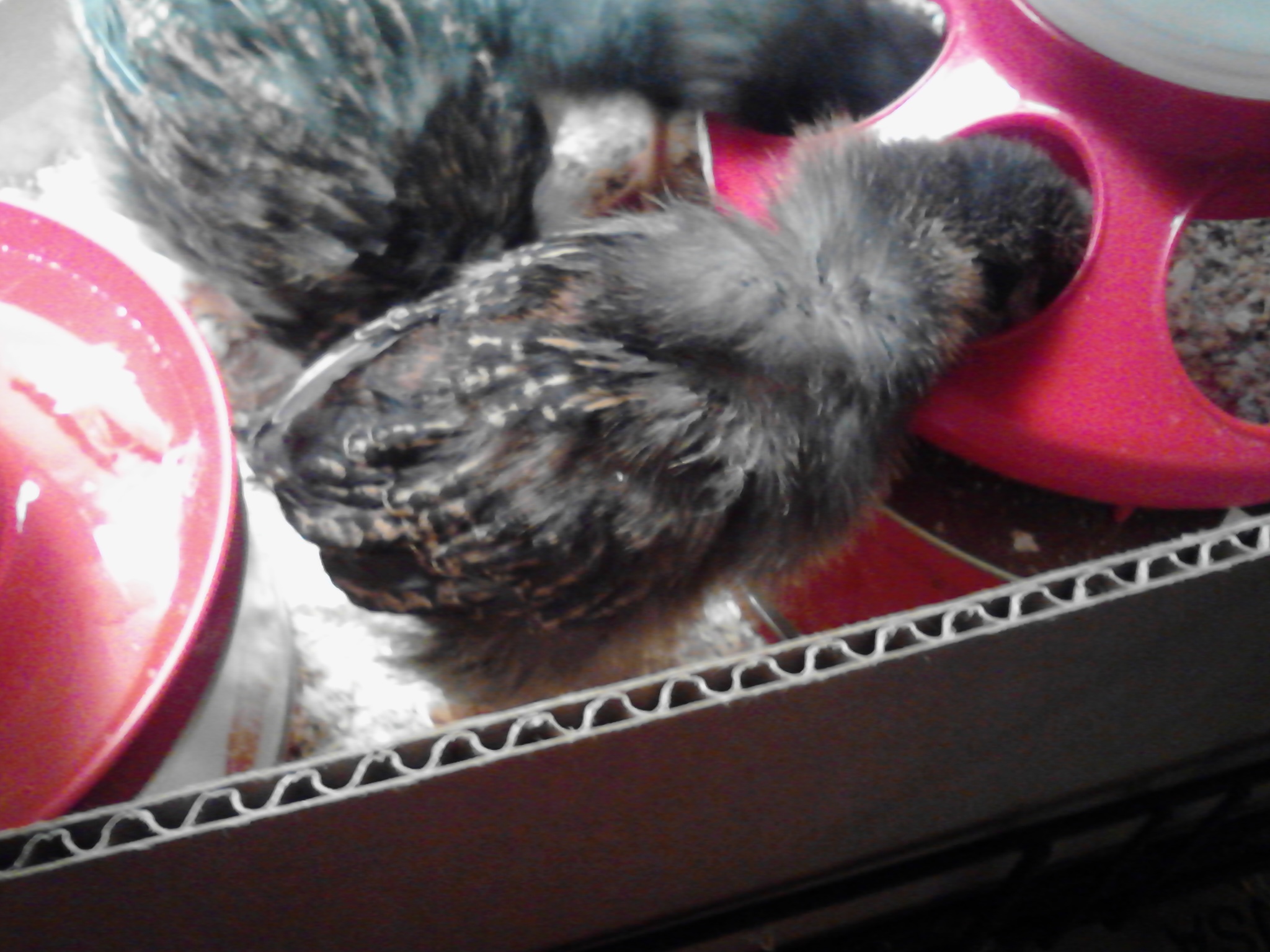 Such a cute little fuzzy neck you have, Nugget!  She hasn't feathered out as far as the other girls yet.