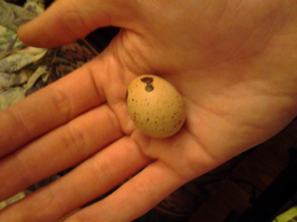 Such a lovely egg, and so big for a first egg!