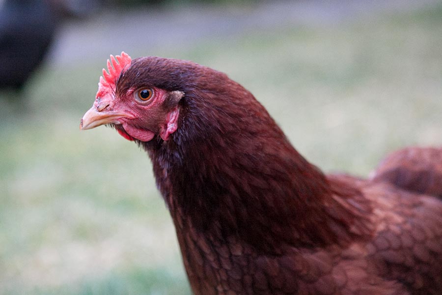 Such a telling photo.  This is Red.  Chases cats, lays big eggs and is a great chicken.