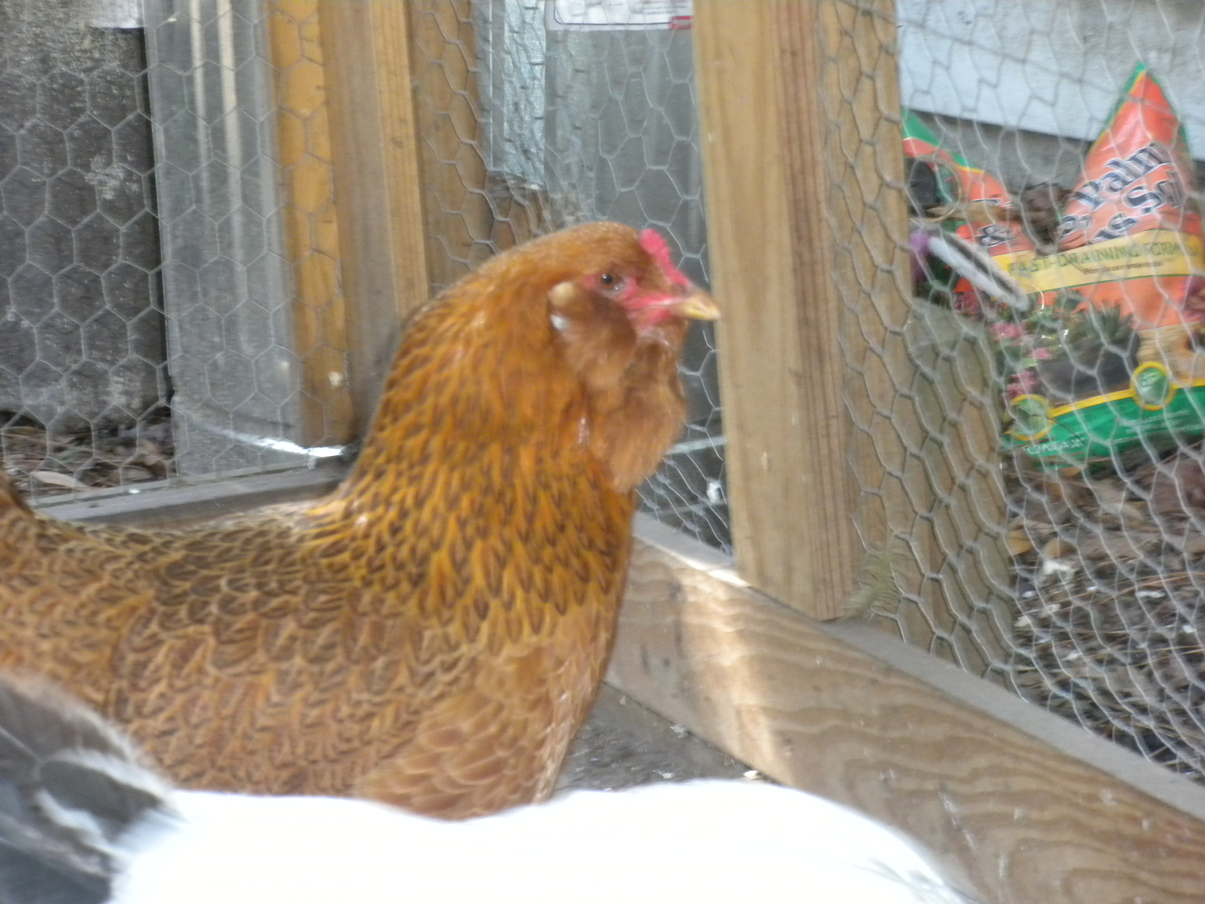 Suessy our Americauna hen.