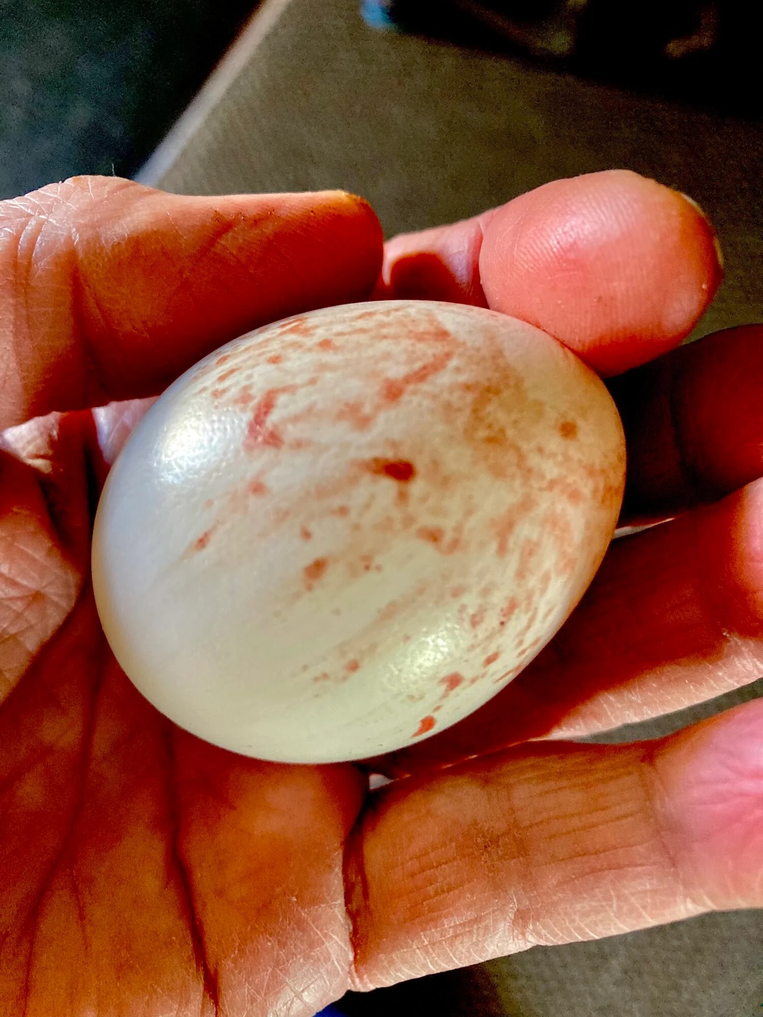 SueT4.jpg BackYard Chickens Learn How to Raise Chickens