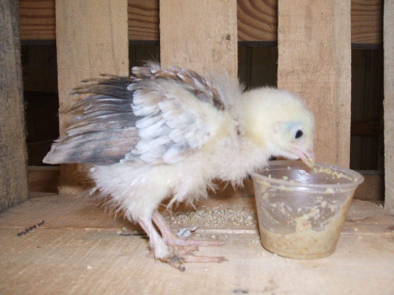 Sugar - 5.20.12