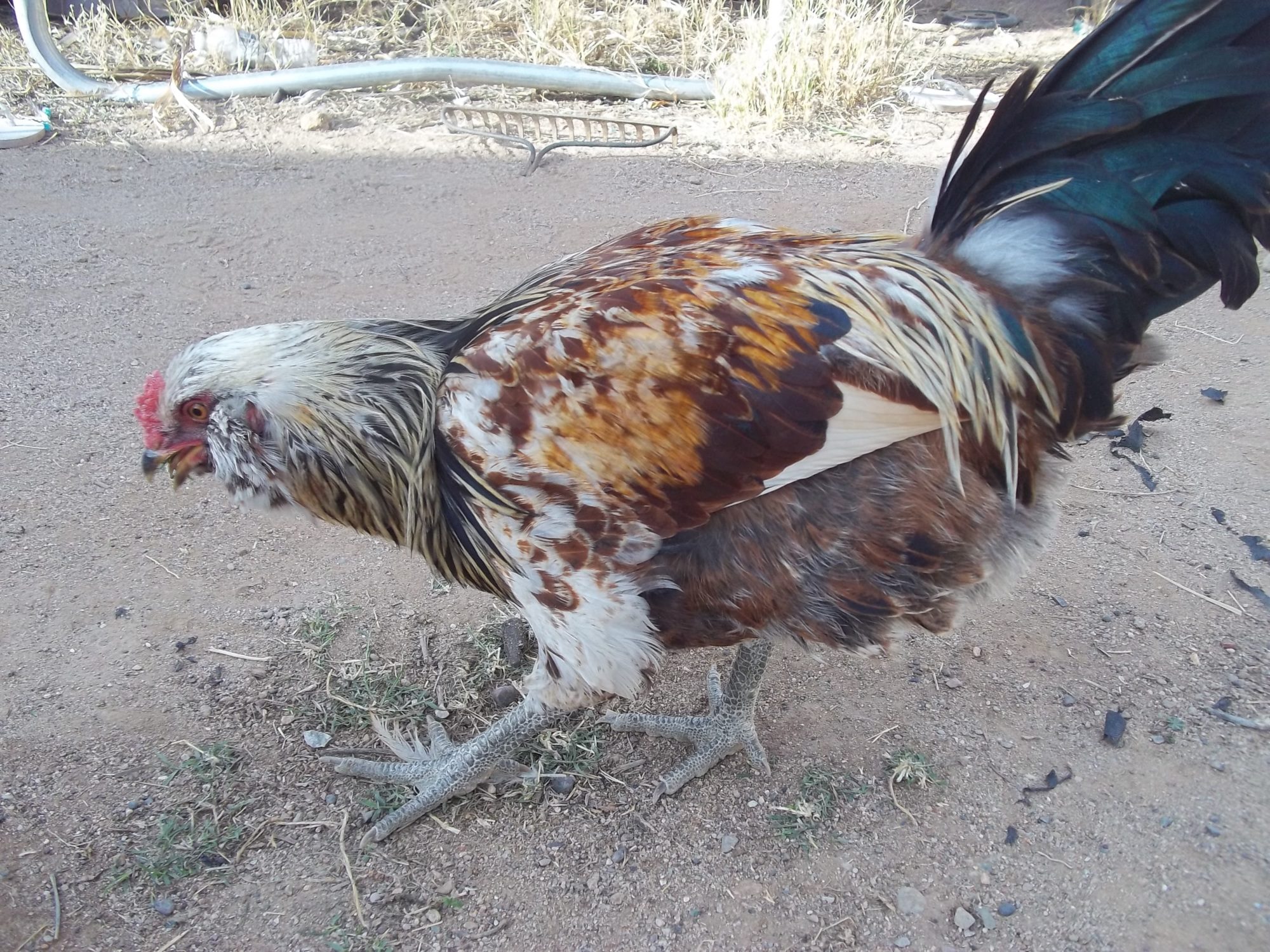 Sugar (Ameraucana)
Or should I say Sugar-Daddy?
We heard a crow this morning. We're already looking to re-home him. We aren't allowed to have Roosters where we live :( The kids are sad, he's one of their favorites.