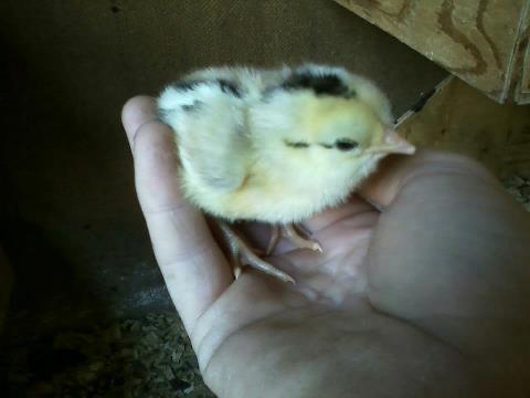 Sugar Baby's baby hatched 9-10-12  all 3 hatched under a RIR Lil Lady