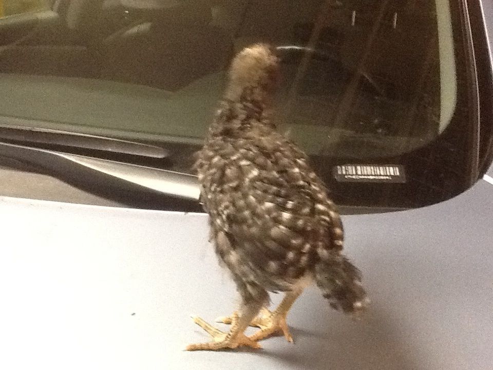 Sugar looking in dad's car