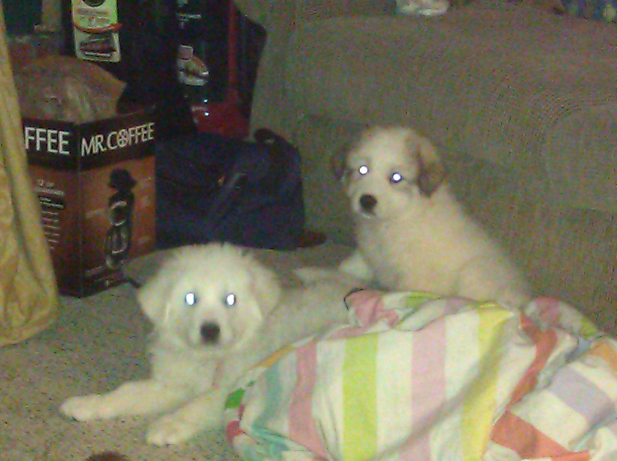 Sugar & Samson