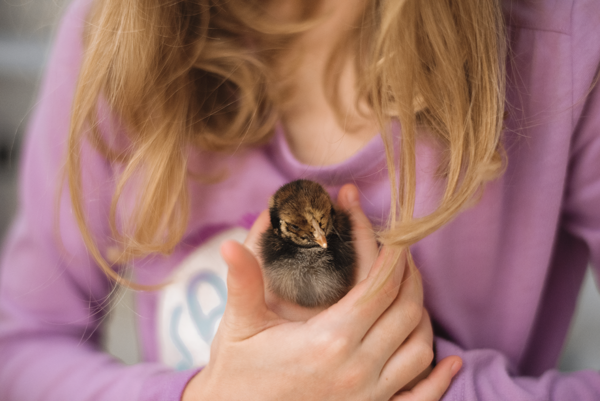 Sugar, Silver Laced Wyandotte chick, 4 days