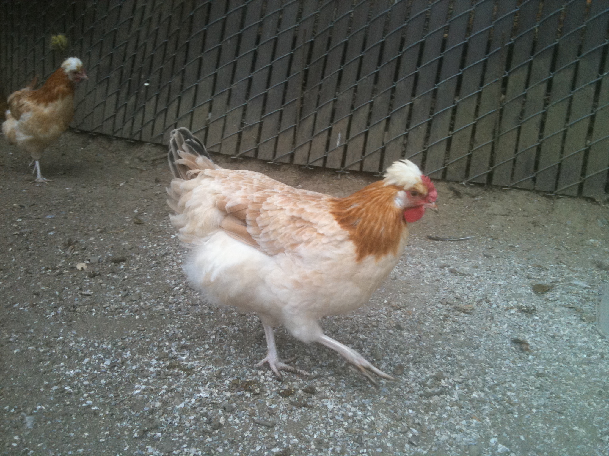 Sulmtaler Pullets, hatched 1/15/12