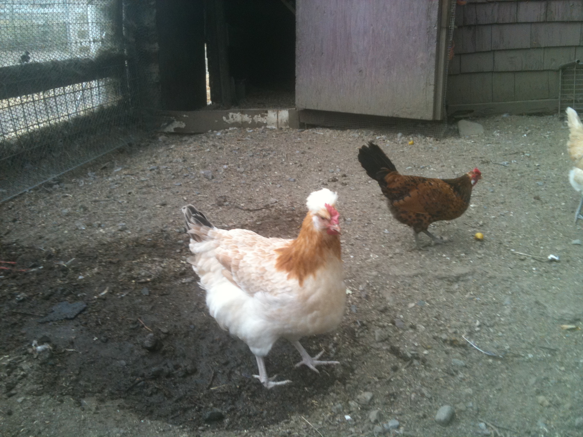 Sulmtaler Pullets, hatched 1/15/12