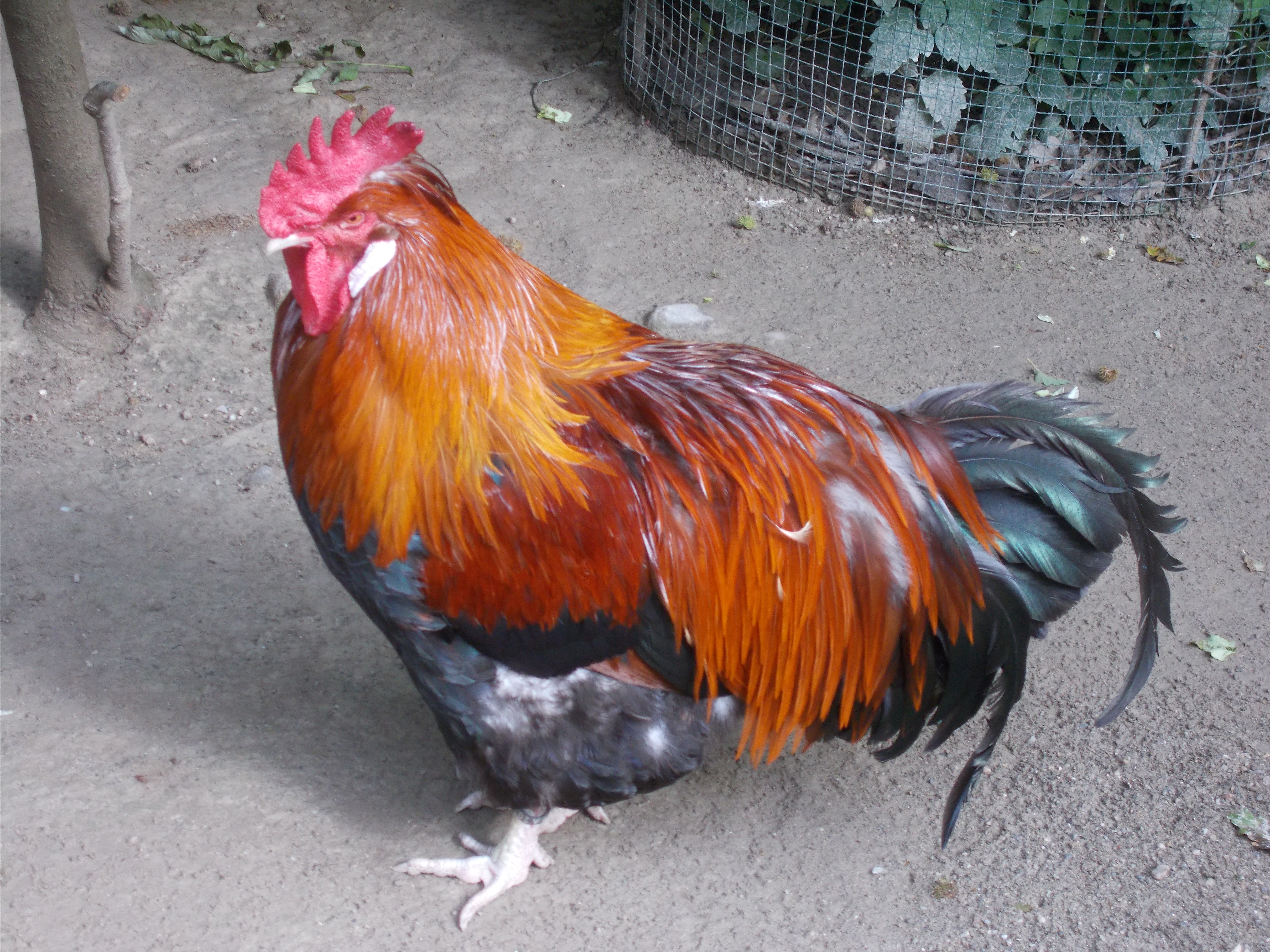Sulmtaler rooster