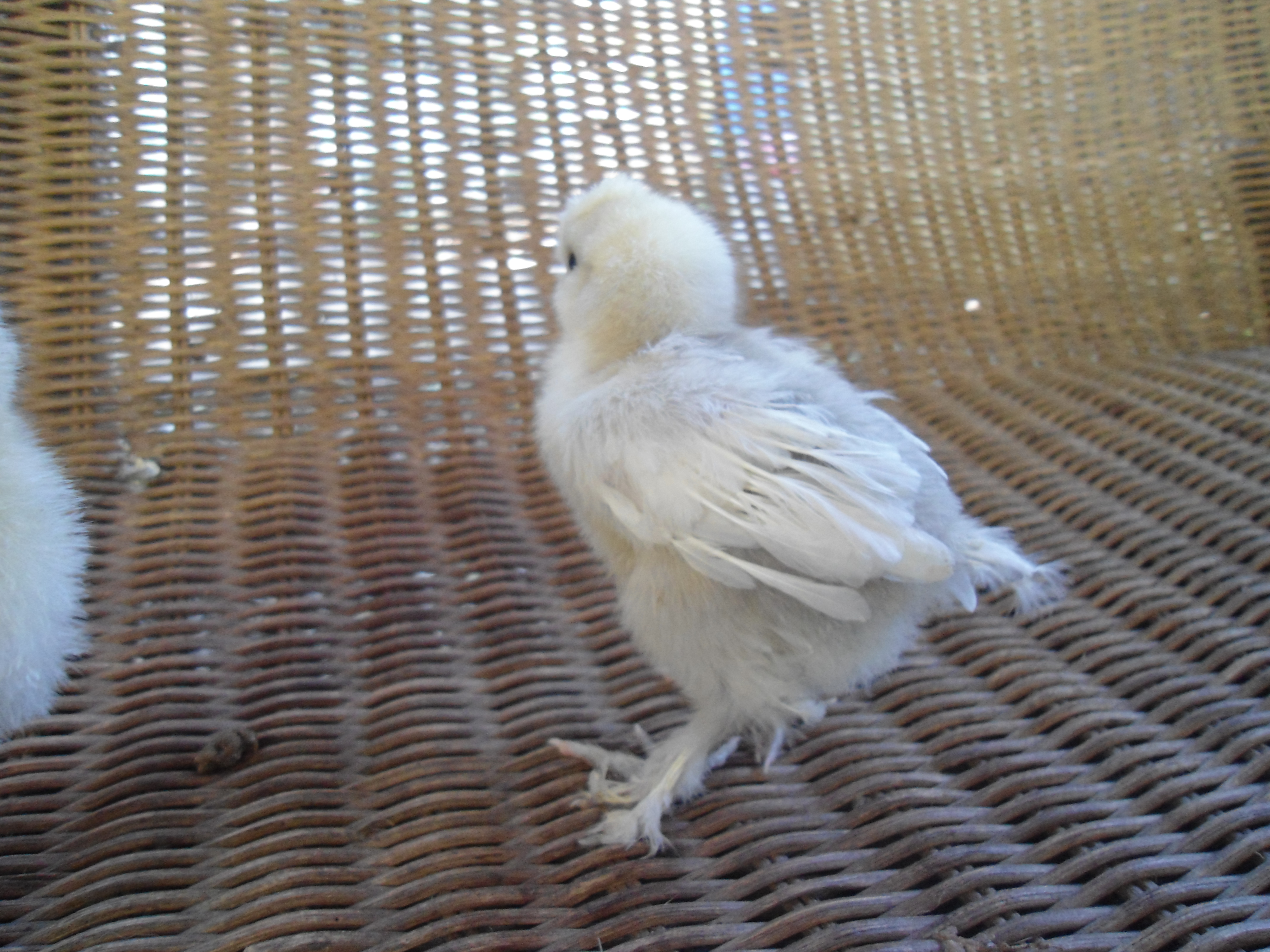 Sultan Bantams