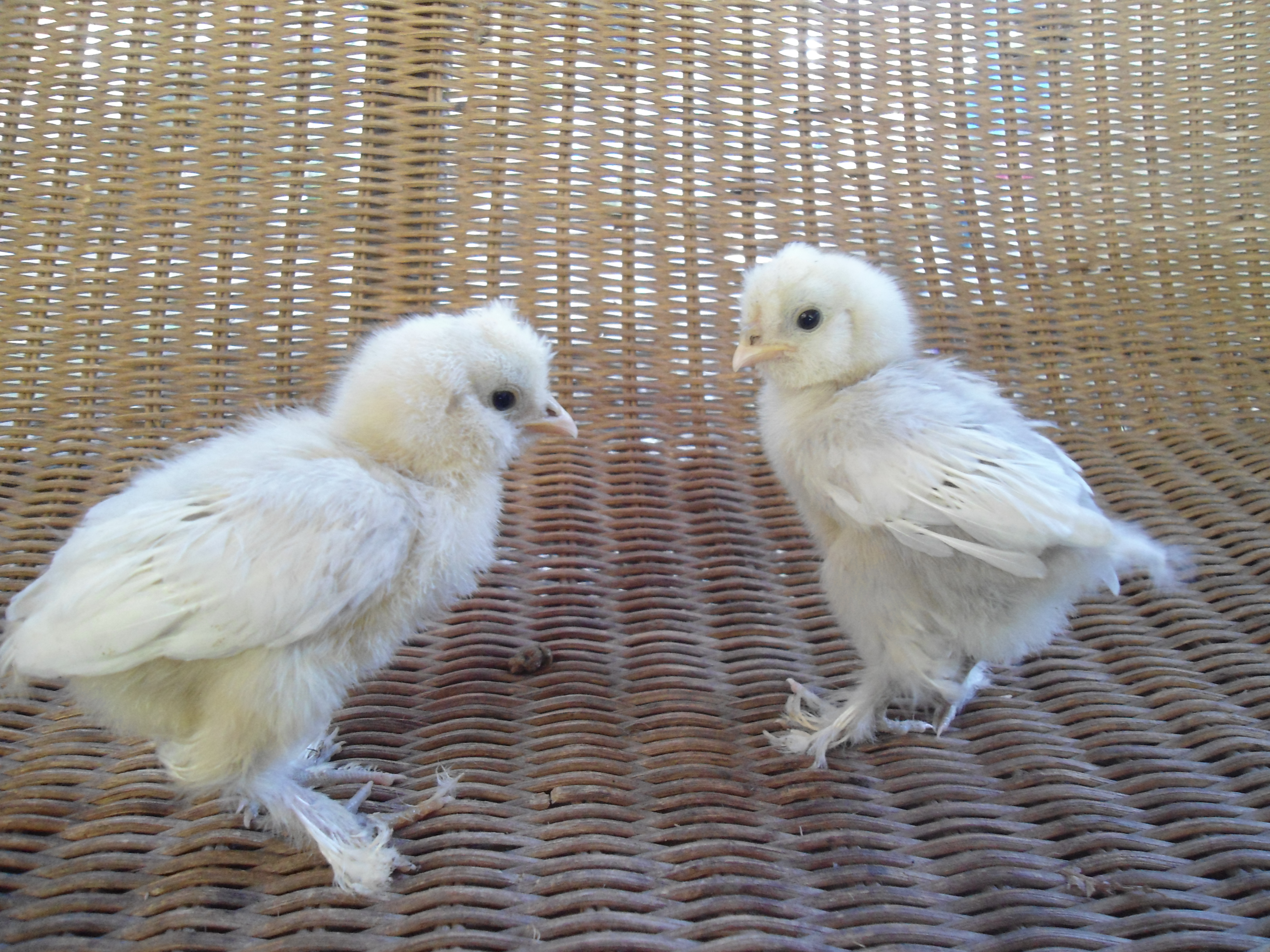 Sultan Bantams