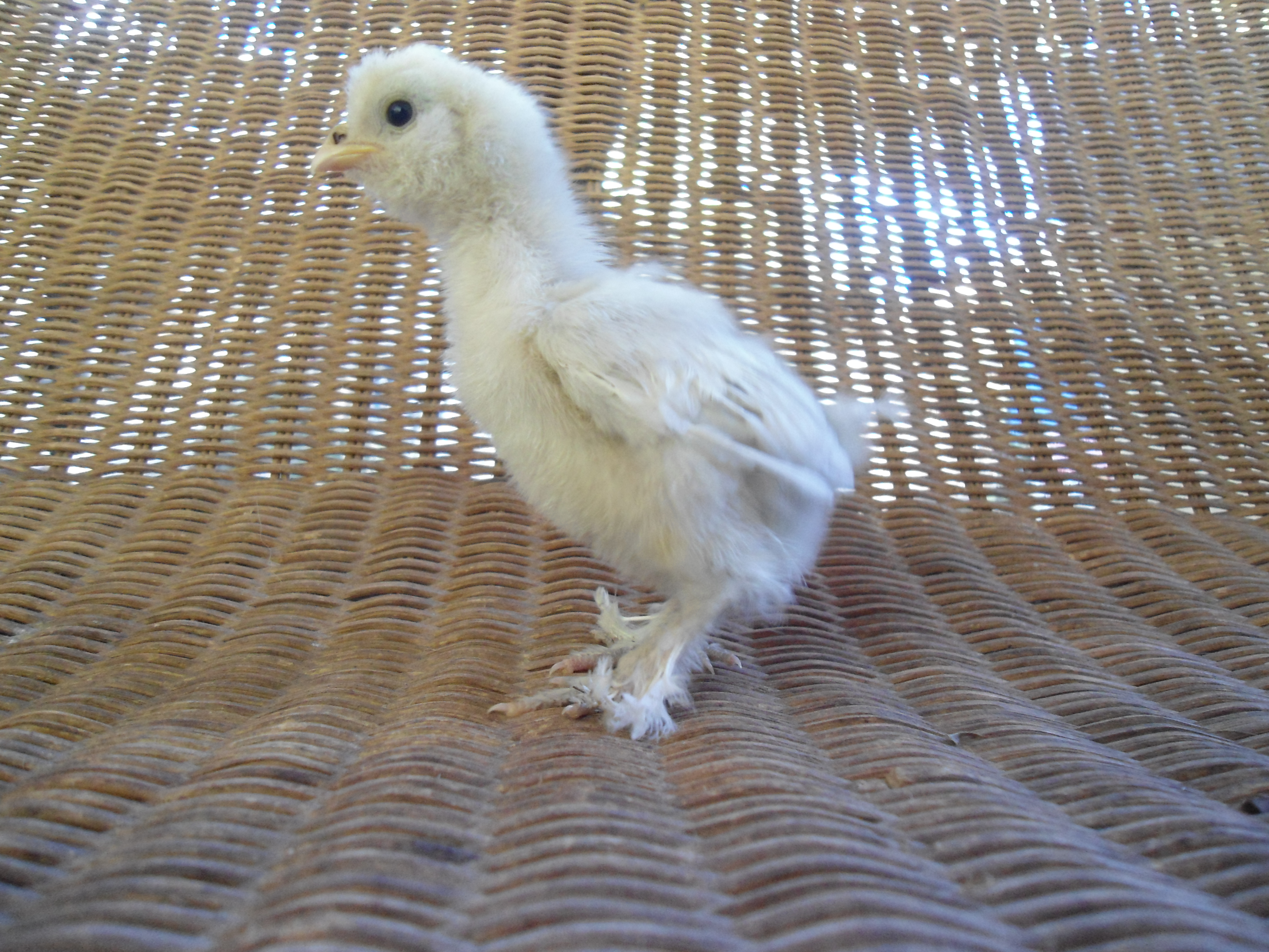 Sultan Bantams