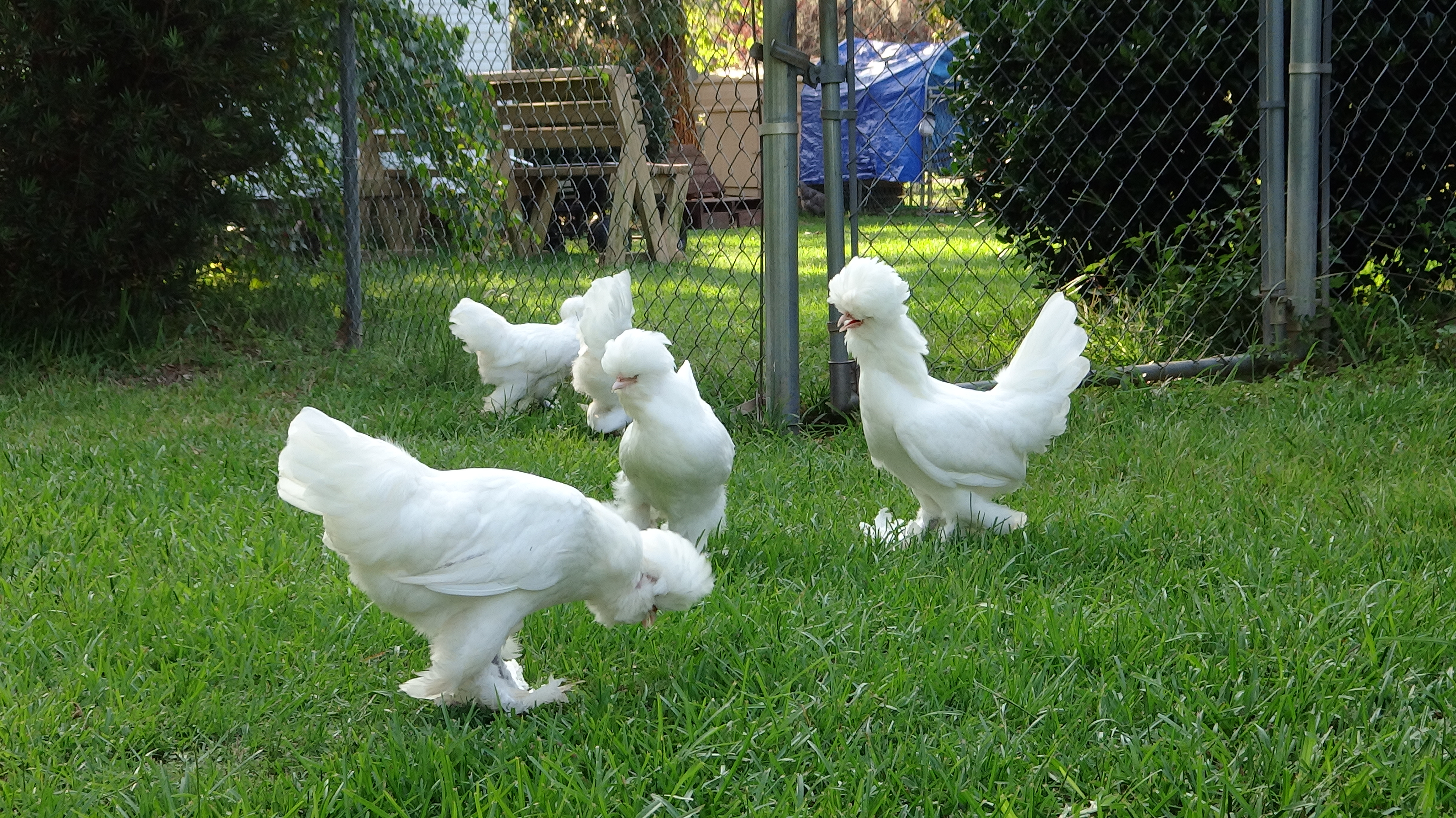 Sultan Flock