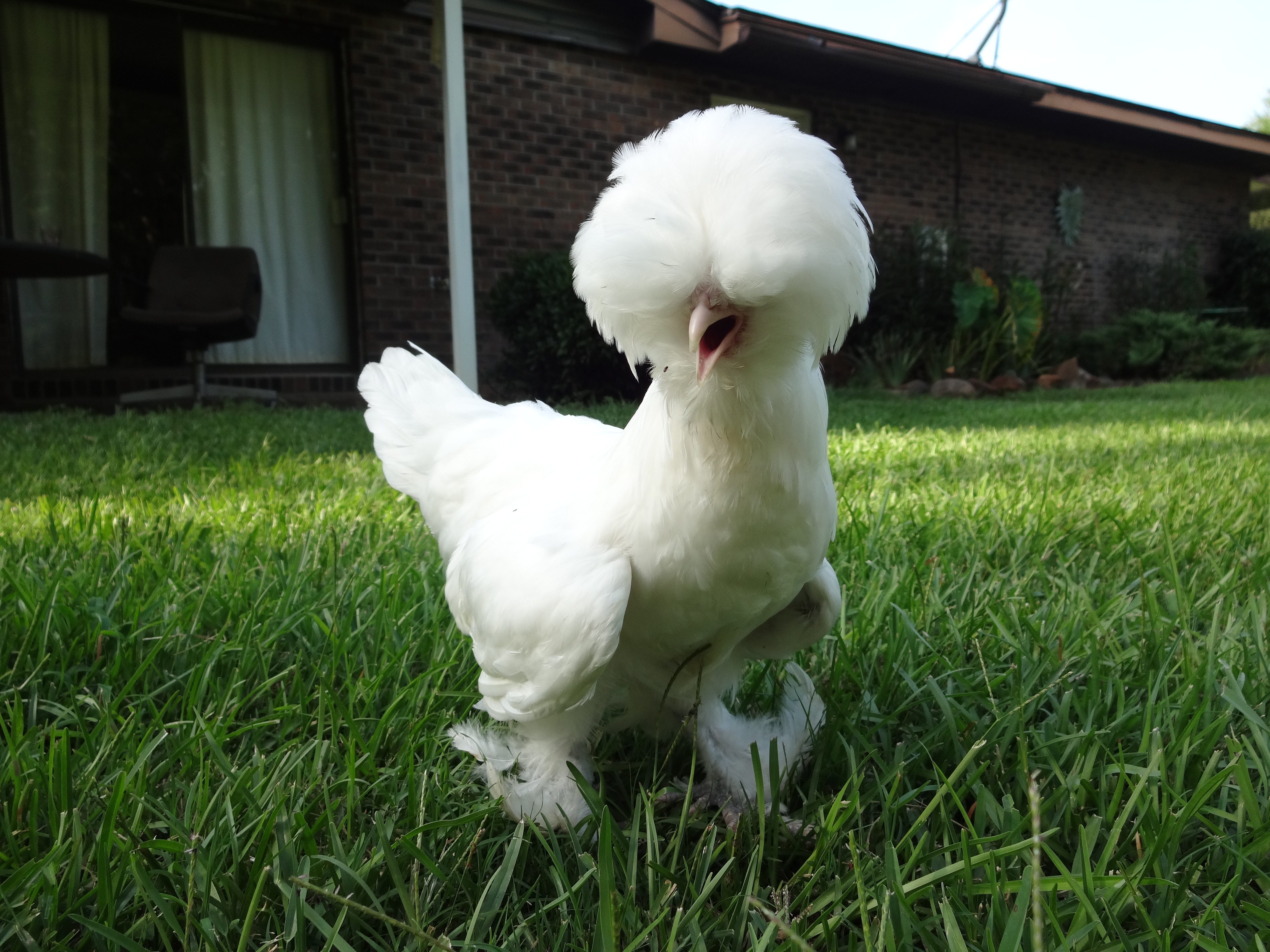 Sultan Hen 4 Months