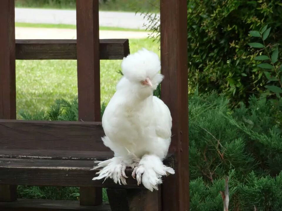 Sultan Hen 8 weeks old.