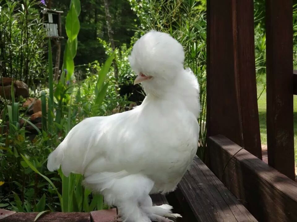 Sultan Hen 8 weeks old.