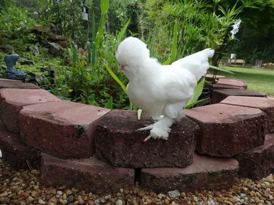 Sultan hen 8 weeks old.