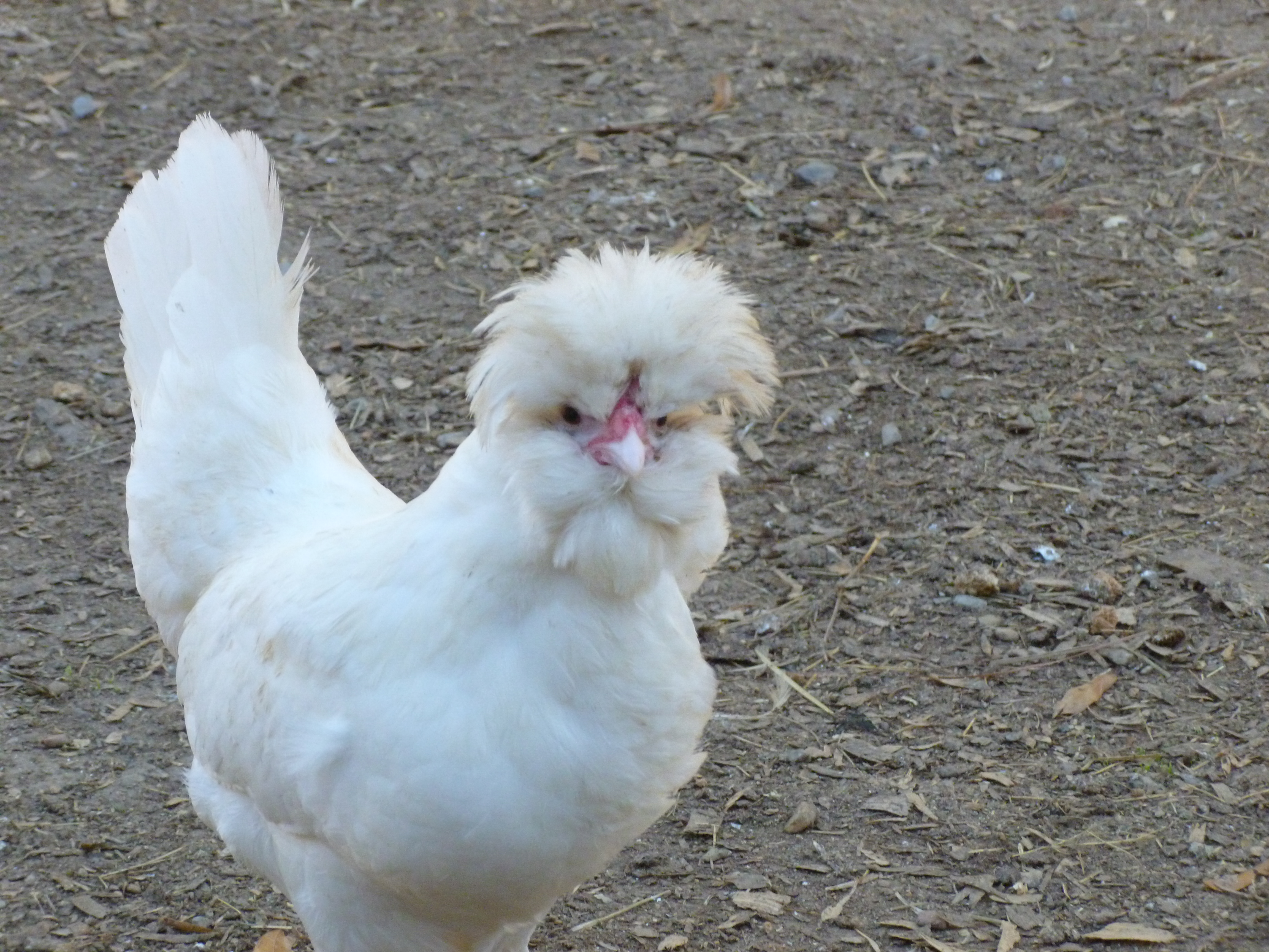 Sultan hen