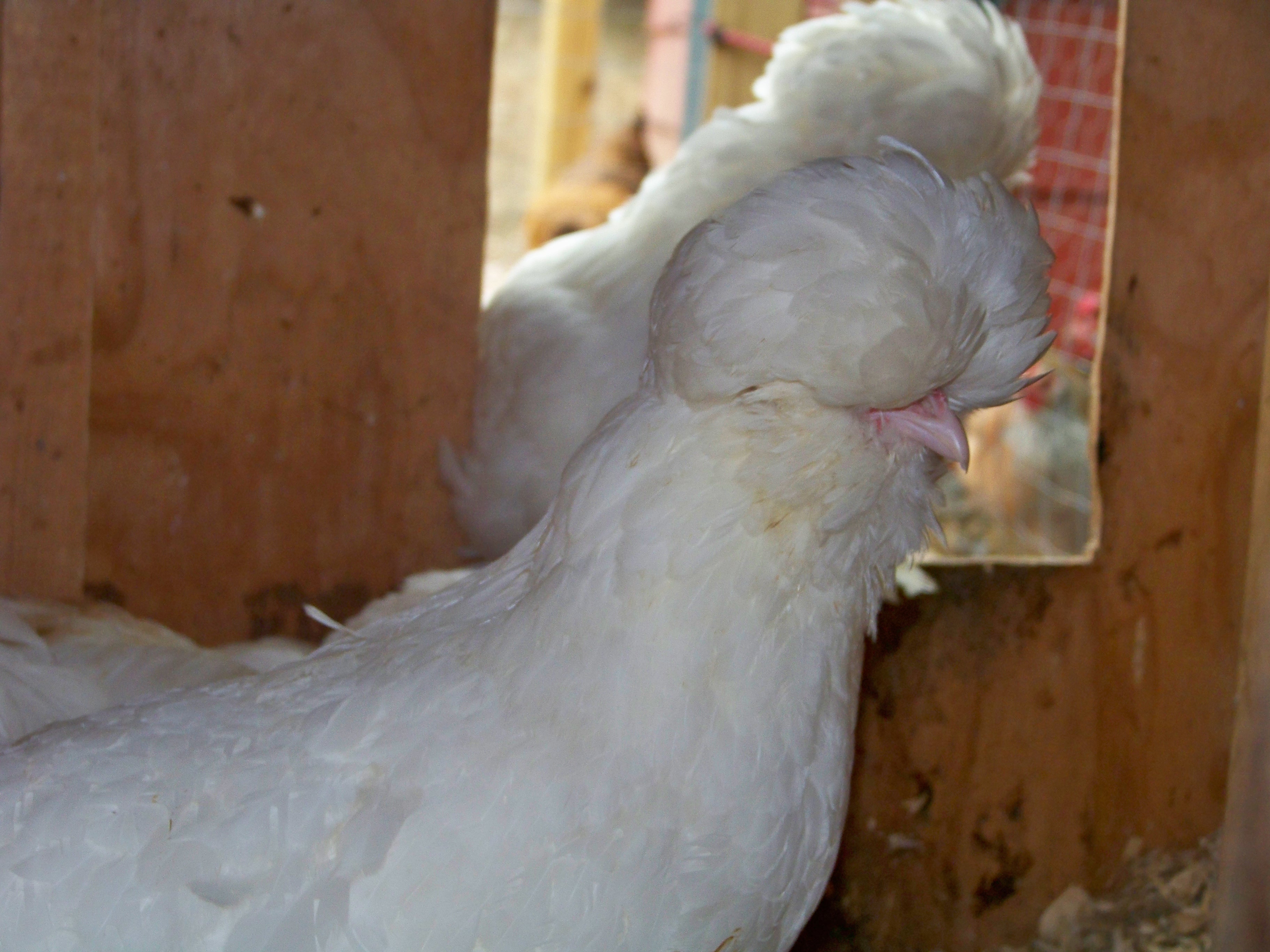 Sultan Pullet