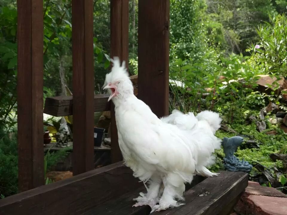 Sultan Rooster 8 weeks old.