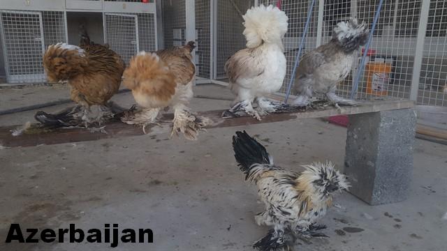 Sultan